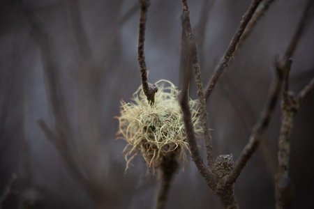 Plant life after bush fires in Australia