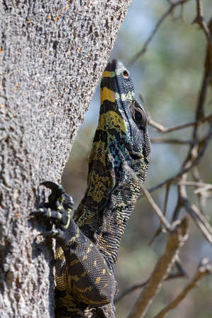 Goanna lizard climbing a treeの写真素材