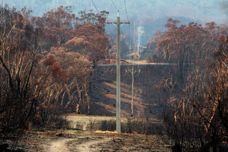 Burnt bush beside powerlines that have been replacedの写真素材