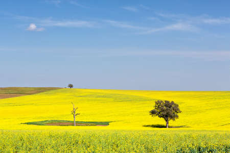 Beautiful undulating canola fields in the spring sunshineの写真素材