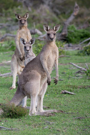 Three kangaroos in Australian bush landの写真素材