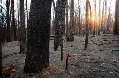Suspended burnt tree in a burnt out area in Blue Mountainsの写真素材