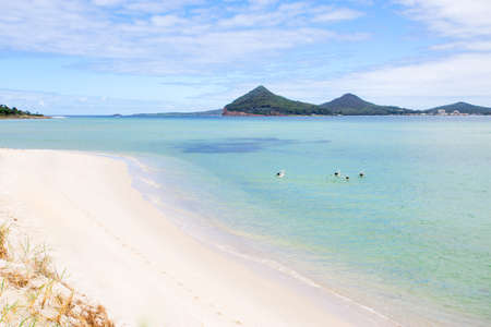 Pelicans swimming at Port Stephens scenic landscapeの写真素材