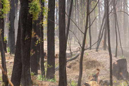 Bush regeneration in the aftermath of bush firesの写真素材