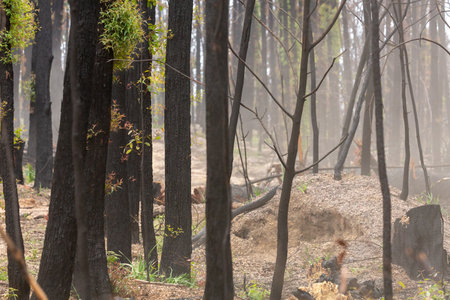 Bush regeneration in the aftermath of bush firesの写真素材