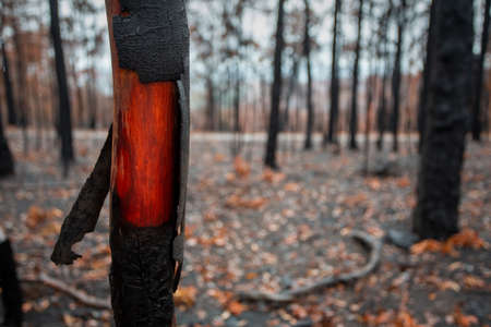 Beautiful wood underneath the charred bark of recent bush fireの写真素材