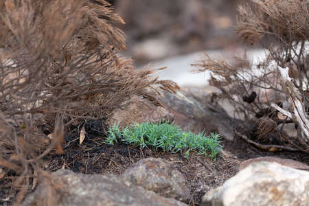This green plant stands out among the burnt vegetationの写真素材