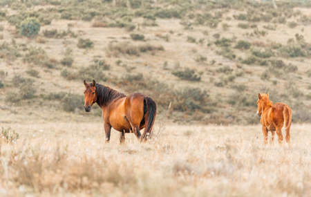 Wild horsesの写真素材