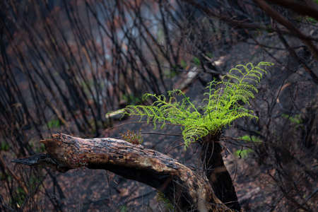 A tree fern flourishes after bush ires in Australiaの写真素材