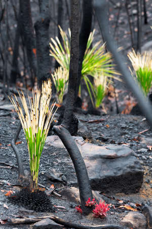 Fireproof plants and trees regenerating after bush fireの写真素材