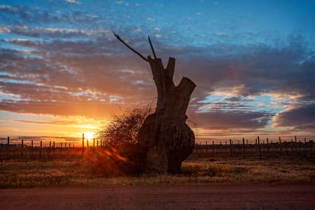 Bulbous tree trunk and grape vines in the sunriseの写真素材
