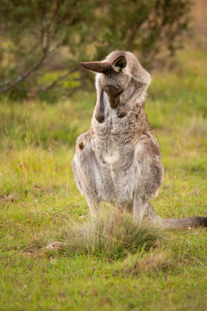 Kangaroo having a tummy scratchの写真素材
