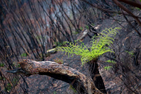 A tree fern flourishes after bush ires in Australiaの写真素材