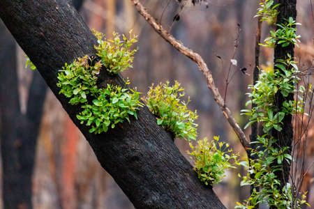Trees recover after bush fires in Australiaの写真素材