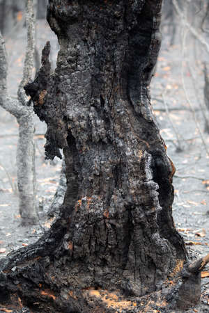 Burnt remains after bush fireの写真素材