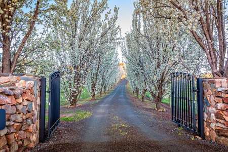 Entrance of tree lined drive way in full flowerの写真素材