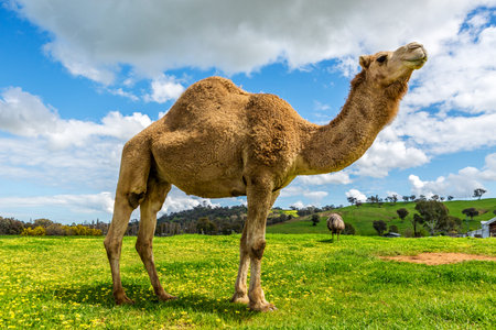 Camel and emuの写真素材