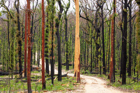 Australian bush land recovering after bush firesの写真素材
