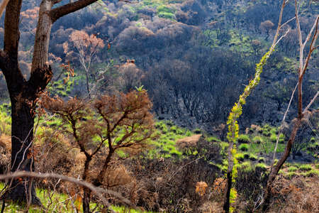 Trees sprouting new leaves after bush firesの写真素材