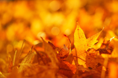 Beautiful golden autumn leaves on the ground, selective focus