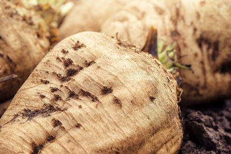 Harvested sugar beet crop root pile on the ground, selective focusの写真素材