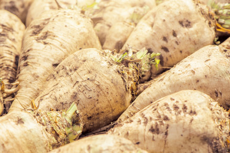 Harvested sugar beet crop root pile on the ground, selective focusの写真素材