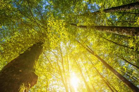 Under the high treetops, looking up at sunbeam - low angle view of tall trees in deciduous forest