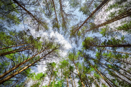 Looking on trees and blue sky from below