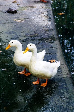 Couple of white ducks in zoo parkの写真素材