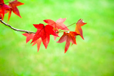 Red maple leaf among fall leaves
