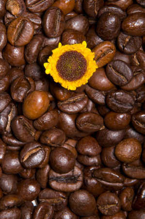Texture with coffee beans and sunflowerの写真素材