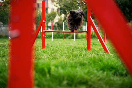 Pets racing in competition, agility race with dog jumping over red hurdleの写真素材
