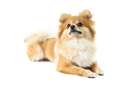 The cute Pomeranian dog over white looking upwardの写真素材