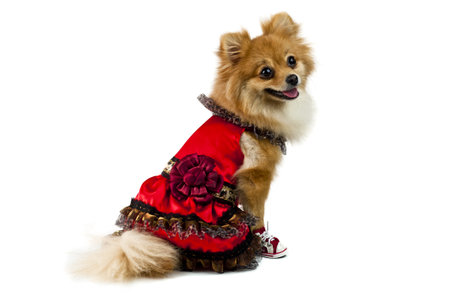 The cute Pomeranian dog over whiteの写真素材