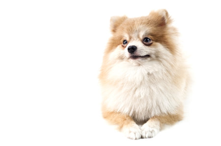 The cute Pomeranian dog over whiteの写真素材