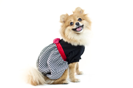 The cute Pomeranian dog over whiteの写真素材