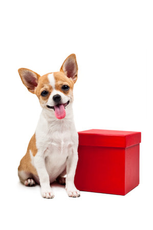 Pomeranian dog next to an red present box, over whiteの写真素材