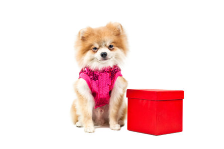 Pomeranian dog next to an red present box, over whiteの写真素材