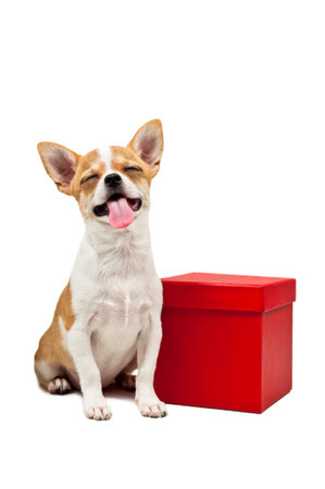 Pomeranian dog next to an red present box, over whiteの写真素材