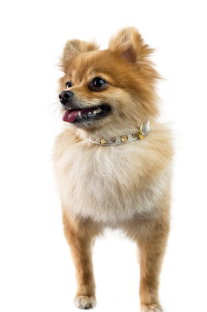 The cute Pomeranian dog over whiteの写真素材