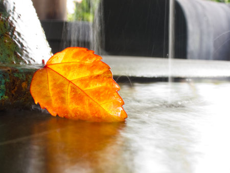Golden leave floating falling into the water, long exposureの写真素材