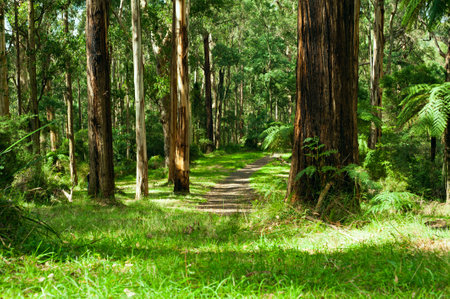 Forest, Dandenong Ranges National Park, Yarra Valley, near Melbourne Australiaの写真素材