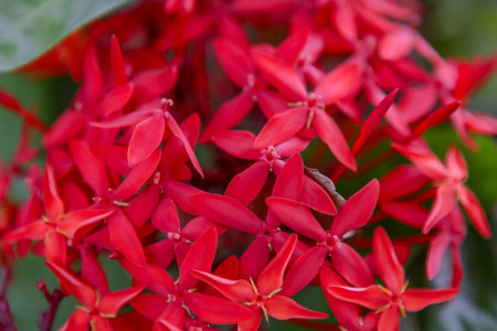 springtime red flowersの写真素材