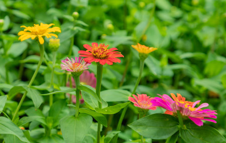 zinnia lilliput vibrant colourful garden flowersの写真素材