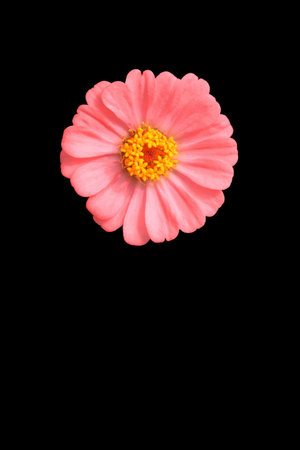 single pink zinnia flower isolated black backgroundの写真素材