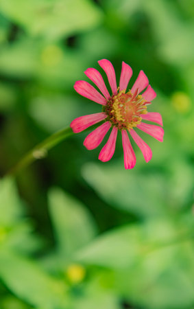 zinnia lilliput vibrant pink flower with green foliage backdropの写真素材