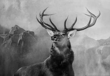 head stag with large antlers black and whiteの写真素材