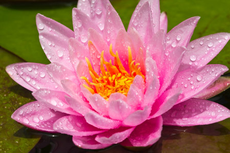lotus flower of Thailandの写真素材