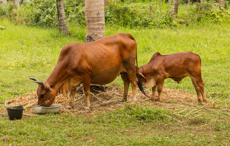 brown cow with calf feeding vietnamの写真素材