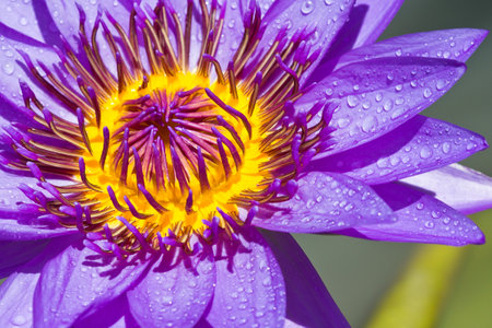 lotus flower of Thailandの写真素材